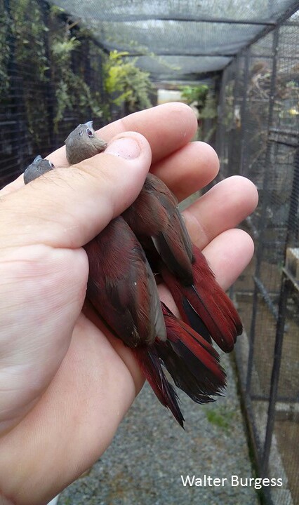Vinaceous Firefinch